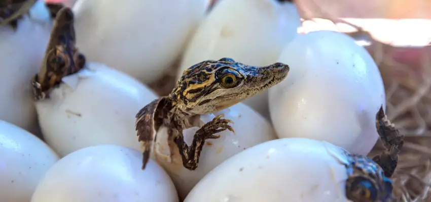 Baby Krokodil Namen