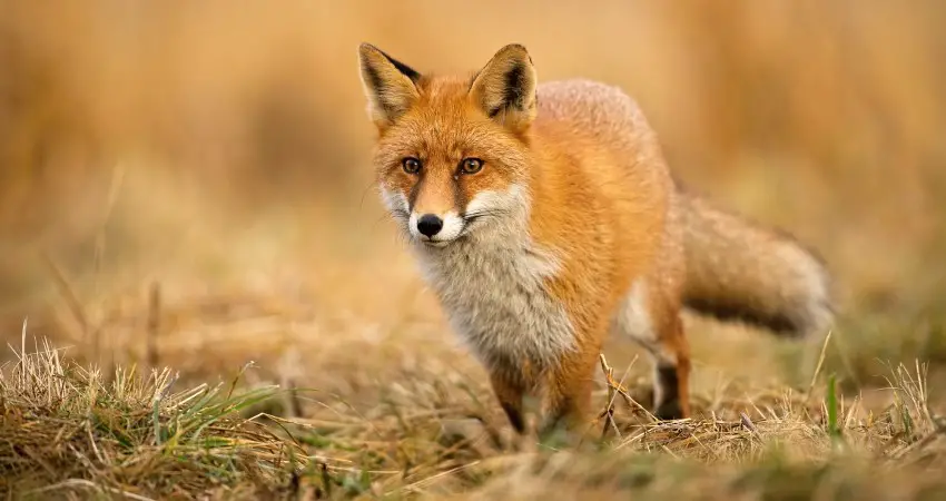 Fuchs Namen