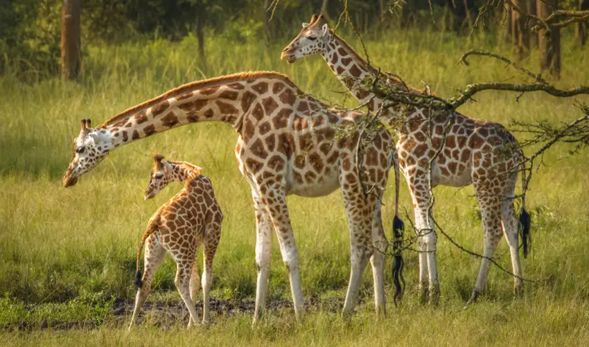 Giraffen Namen