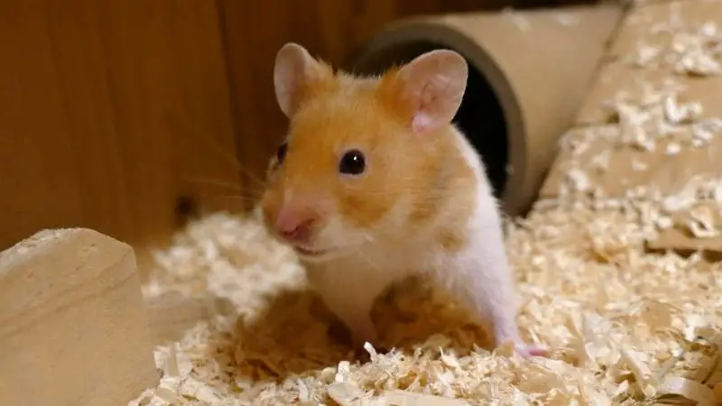 Hamster Name