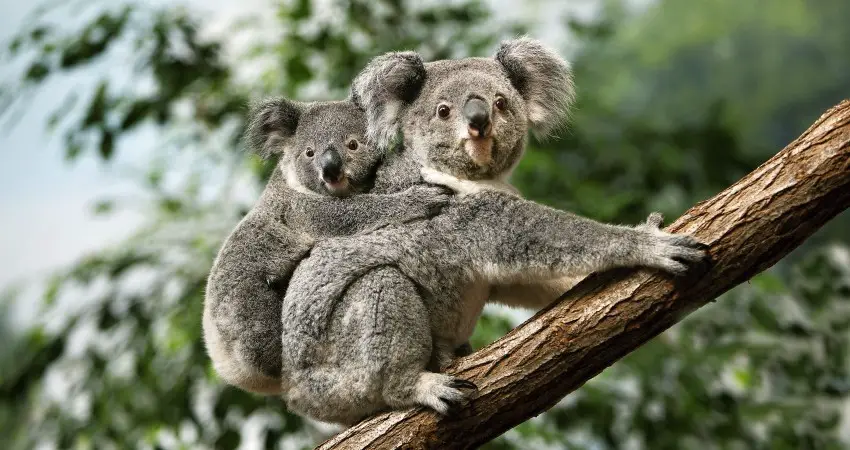 Koala Namen