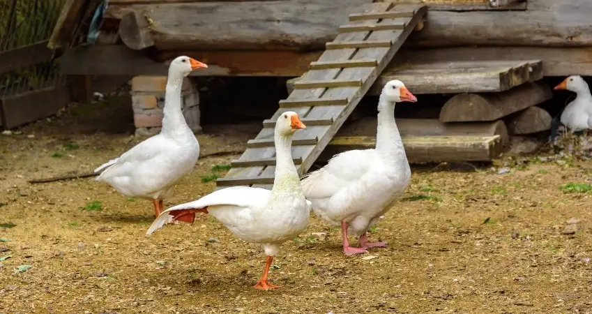 Namen Gänse weiblich