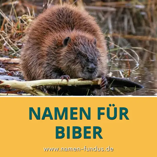 Namen für Biber