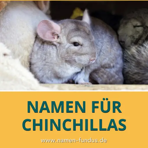 Süße Namen für Chinchillas