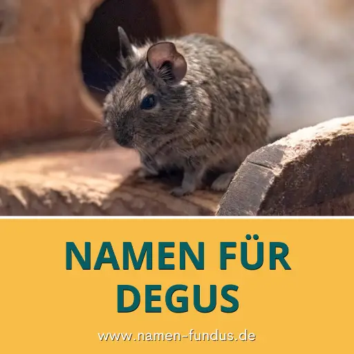 Namen für Degus