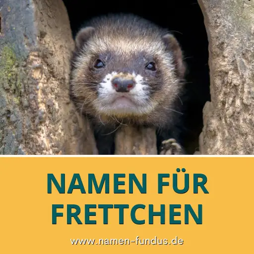 Freche Namen für Frettchen