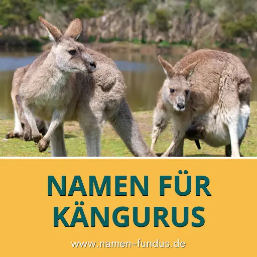 Namen für Kängurus