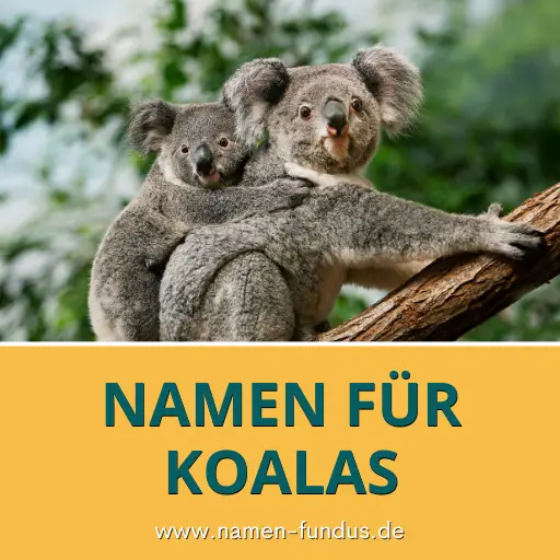 Namen für Koalas