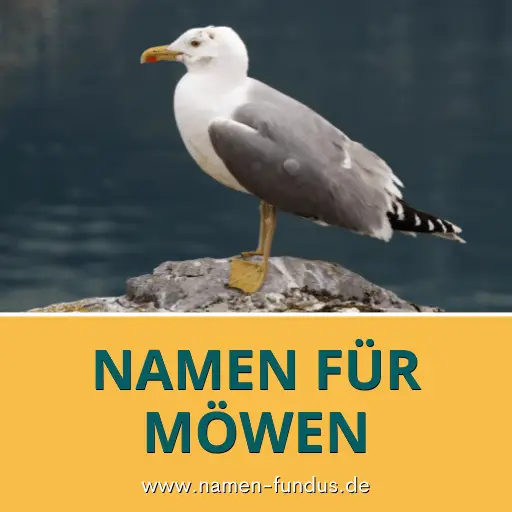 Namen für Möwen