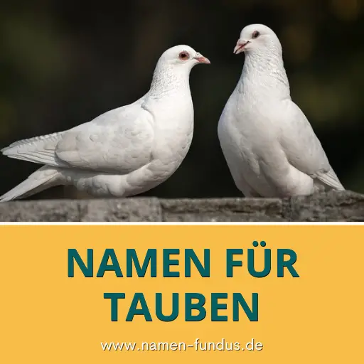 Namen für Tauben