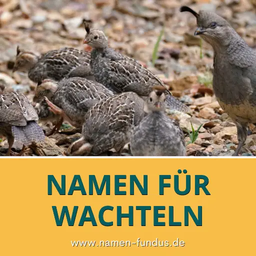 Namen für Wachteln