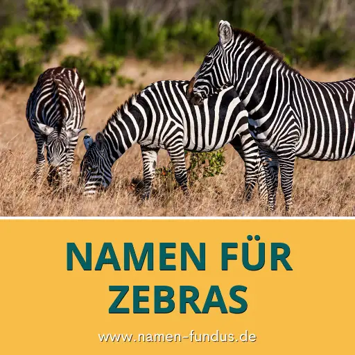 Namen für Zebras