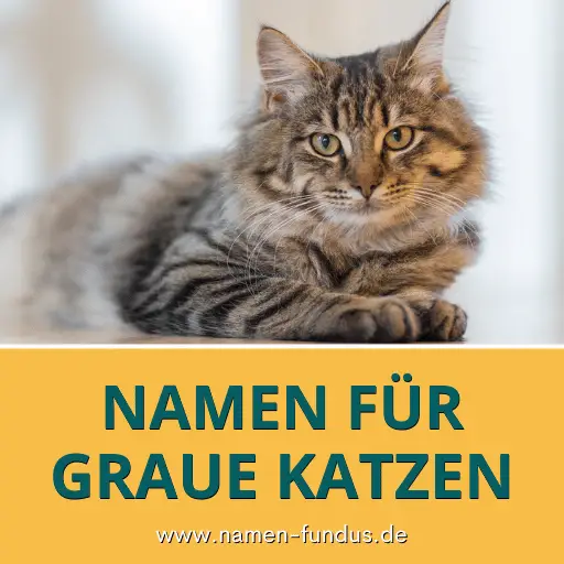 Namen für graue Katzen und Kater