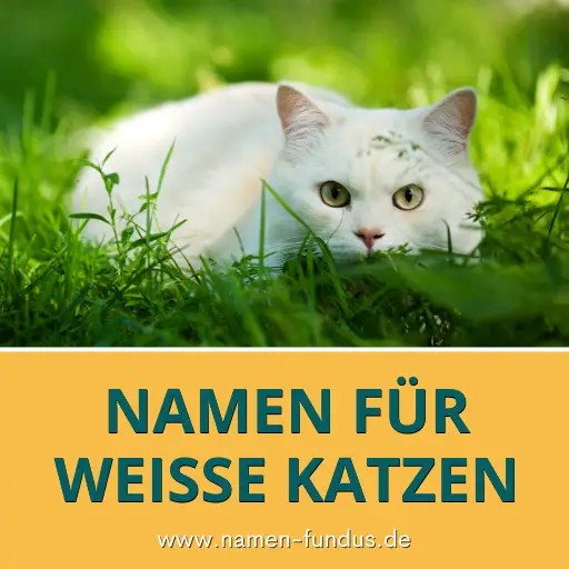 Schöne Namen für weiße Katzen