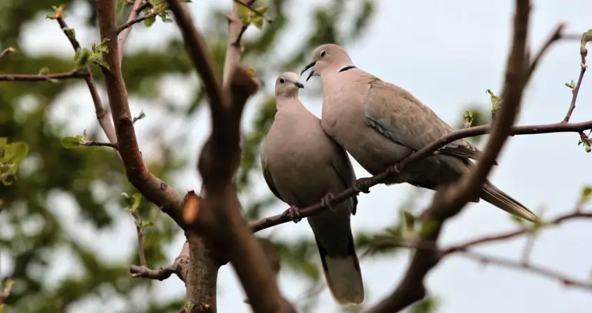 Tauben Pärchen Namen