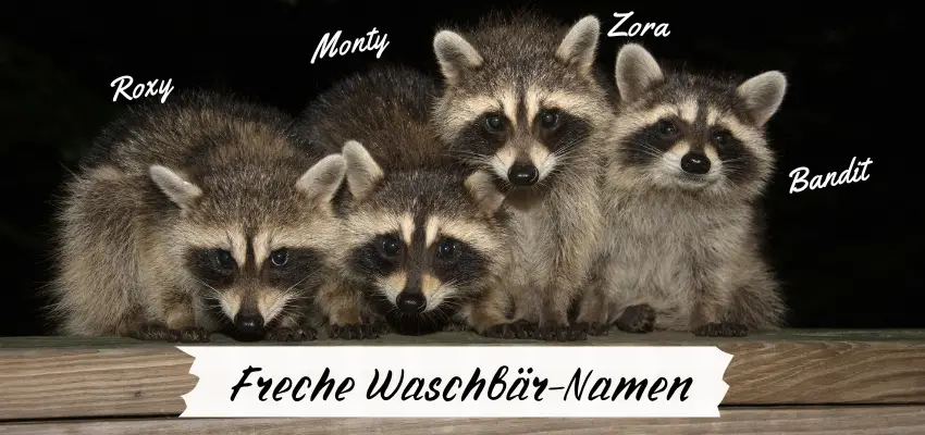 Waschbären Namen Ideen