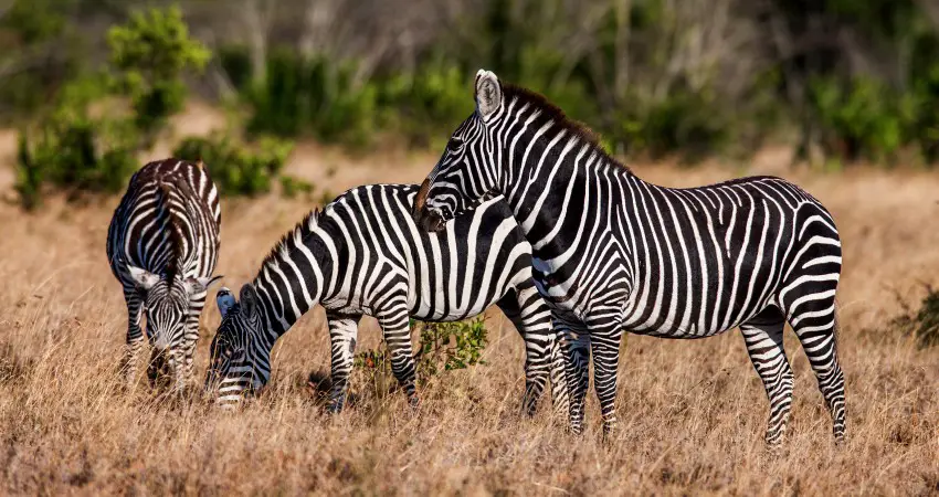 Zebras Namen